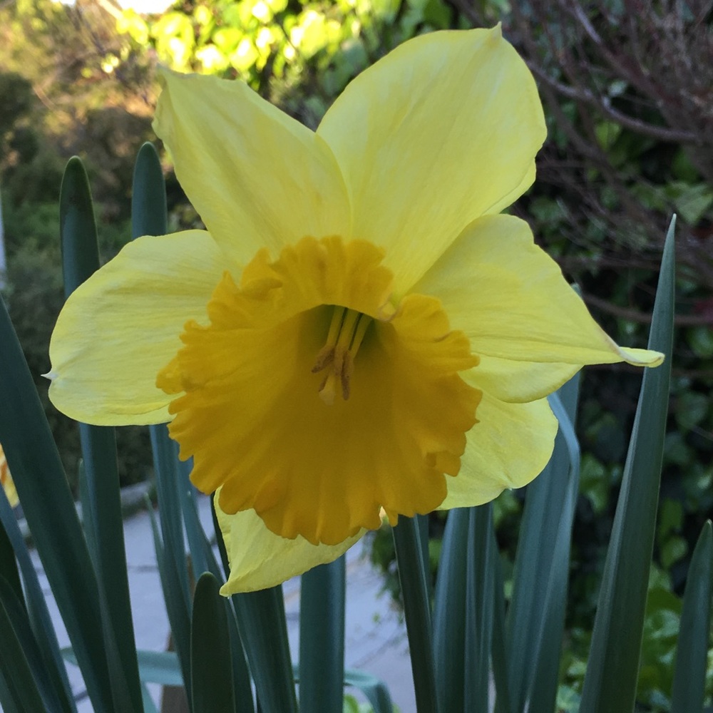 Meet your Posher, BlossomsNBrews